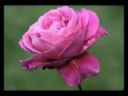 Народно право хоро